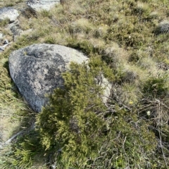 Grevillea australis at Cotter River, ACT - 11 Mar 2023 04:13 PM