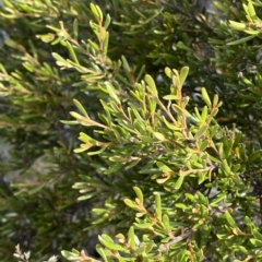 Grevillea australis at Cotter River, ACT - 11 Mar 2023 04:13 PM