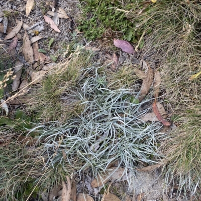 Celmisia pugioniformis (Dagger-leaf Snow Daisy) at Bimberi, NSW - 11 Mar 2023 by Tapirlord