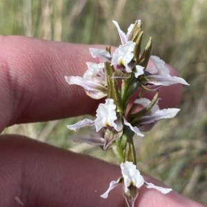 Paraprasophyllum alpestre at Cotter River, ACT - 11 Mar 2023