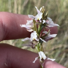 Paraprasophyllum alpestre at Cotter River, ACT - 11 Mar 2023