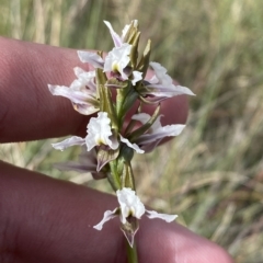 Paraprasophyllum alpestre at Cotter River, ACT - 11 Mar 2023