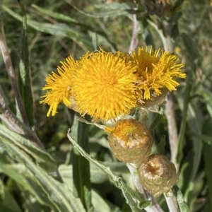 Podolepis laciniata at Cotter River, ACT - 11 Mar 2023