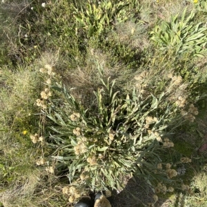 Podolepis laciniata at Cotter River, ACT - 11 Mar 2023