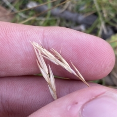 Rytidosperma nudiflorum (Wallaby Grass) at Kosciuszko National Park - 11 Mar 2023 by Tapirlord