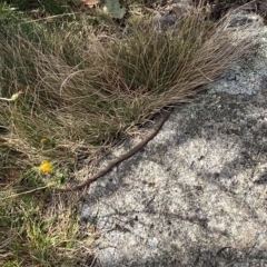 Drysdalia coronoides (White-lipped Snake) at Kosciuszko National Park - 11 Mar 2023 by Tapirlord
