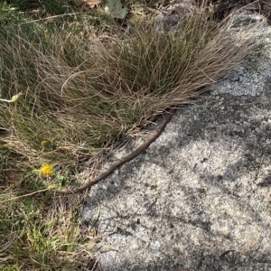 Drysdalia coronoides at Bimberi, NSW - 11 Mar 2023