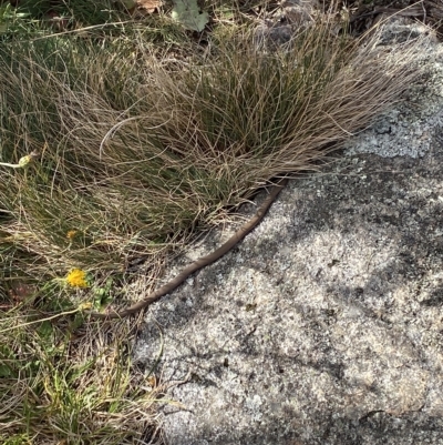 Drysdalia coronoides (White-lipped Snake) at Bimberi, NSW - 11 Mar 2023 by Tapirlord