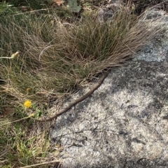 Drysdalia coronoides at Bimberi, NSW - 11 Mar 2023