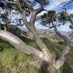 Eucalyptus pauciflora subsp. niphophila (Alpine Snow Gum) at Cotter River, ACT - 11 Mar 2023 by Tapirlord
