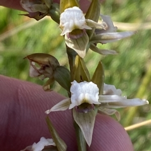 Paraprasophyllum alpestre at Cotter River, ACT - suppressed