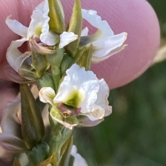 Paraprasophyllum alpestre at Cotter River, ACT - suppressed