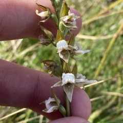 Paraprasophyllum alpestre at Cotter River, ACT - suppressed