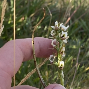 Paraprasophyllum alpestre at Cotter River, ACT - suppressed