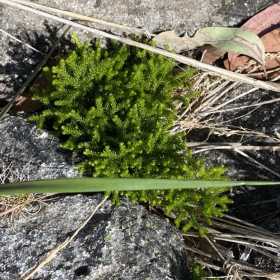 Lycopodium fastigiatum (Alpine Club Moss) at Kosciuszko National Park - 11 Mar 2023 by Tapirlord