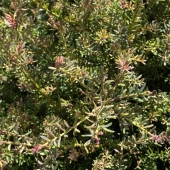 Podocarpus lawrencei (Mountain Plum Pine) at Kosciuszko National Park - 11 Mar 2023 by Tapirlord