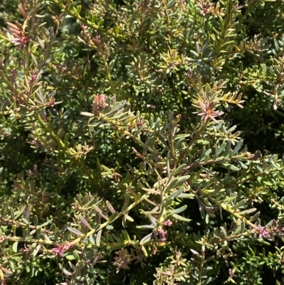 Podocarpus lawrencei (Mountain Plum Pine) at Kosciuszko National Park - 11 Mar 2023 by Tapirlord