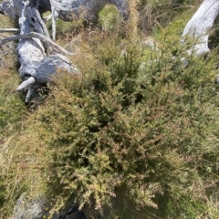 Podocarpus lawrencei at Bimberi, NSW - 11 Mar 2023 03:24 PM