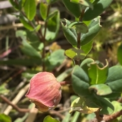 Pimelea ligustrina subsp. ciliata at Bimberi, NSW - 11 Mar 2023 by Tapirlord