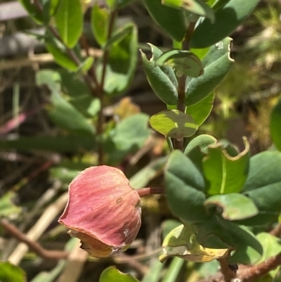 Pimelea ligustrina subsp. ciliata at Bimberi, NSW - 11 Mar 2023 by Tapirlord