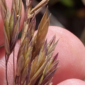 Festuca muelleri at Cotter River, ACT - 11 Mar 2023