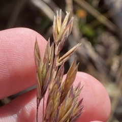 Festuca muelleri at Cotter River, ACT - 11 Mar 2023 02:48 PM