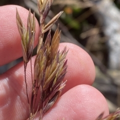 Festuca muelleri at Cotter River, ACT - 11 Mar 2023