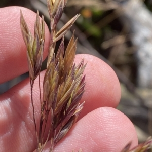 Festuca muelleri at Cotter River, ACT - 11 Mar 2023