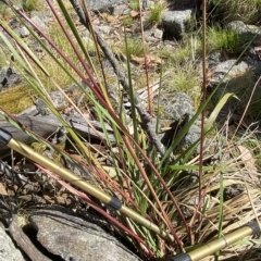 Festuca muelleri at Cotter River, ACT - 11 Mar 2023