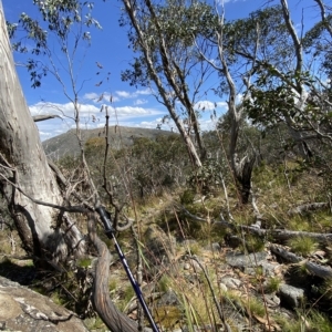 Festuca muelleri at Cotter River, ACT - 11 Mar 2023