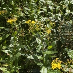 Senecio linearifolius var. latifolius at Bimberi, NSW - 11 Mar 2023