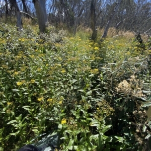 Senecio linearifolius var. latifolius at Bimberi, NSW - 11 Mar 2023