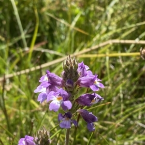 Euphrasia caudata at Cotter River, ACT - 11 Mar 2023