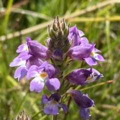 Euphrasia caudata at Cotter River, ACT - 11 Mar 2023