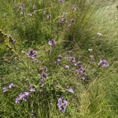 Euphrasia caudata at Cotter River, ACT - 11 Mar 2023