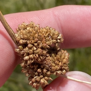 Juncus australis at Cotter River, ACT - 11 Mar 2023