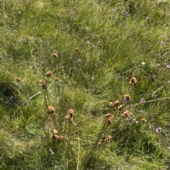 Juncus australis at Cotter River, ACT - 11 Mar 2023