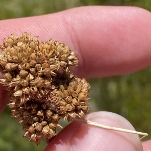 Juncus australis at Cotter River, ACT - 11 Mar 2023