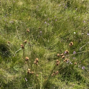 Juncus australis at Cotter River, ACT - 11 Mar 2023