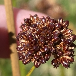 Juncus phaeanthus at Cotter River, ACT - 11 Mar 2023