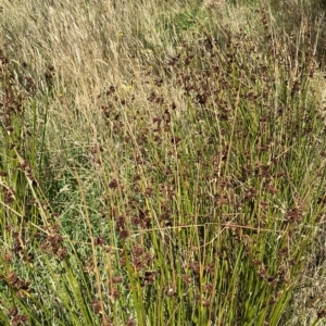 Juncus phaeanthus at Cotter River, ACT - 11 Mar 2023