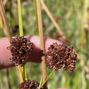 Juncus phaeanthus at Cotter River, ACT - 11 Mar 2023