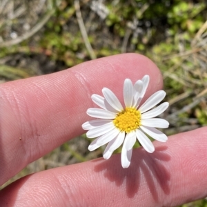 Brachyscome radicans at Bimberi, NSW - 11 Mar 2023