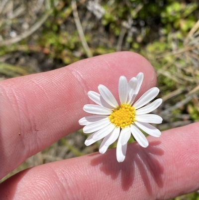 Brachyscome radicans (Marsh Daisy) at Kosciuszko National Park - 11 Mar 2023 by Tapirlord