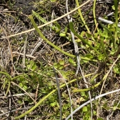 Brachyscome radicans at Bimberi, NSW - 11 Mar 2023