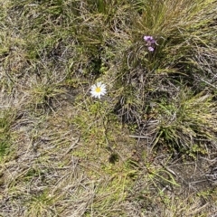 Brachyscome radicans at Bimberi, NSW - 11 Mar 2023