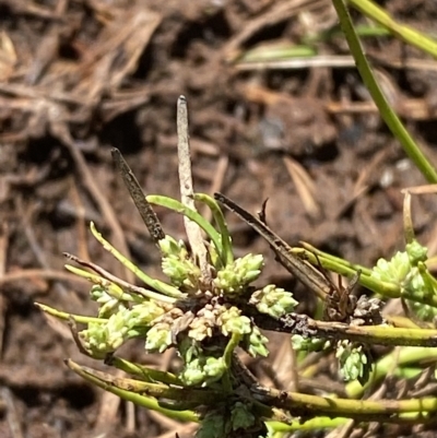 Isolepis gaudichaudiana (Benambra Club-sedge) at Kosciuszko National Park - 11 Mar 2023 by Tapirlord
