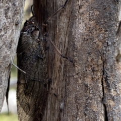 Tettigarcta crinita (Alpine Hairy Cicada) at Kosciuszko National Park - 11 Mar 2023 by Tapirlord