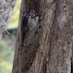 Tettigarcta crinita at Cooleman, NSW - 11 Mar 2023