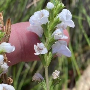 Euphrasia collina subsp. paludosa at Bimberi, NSW - 11 Mar 2023